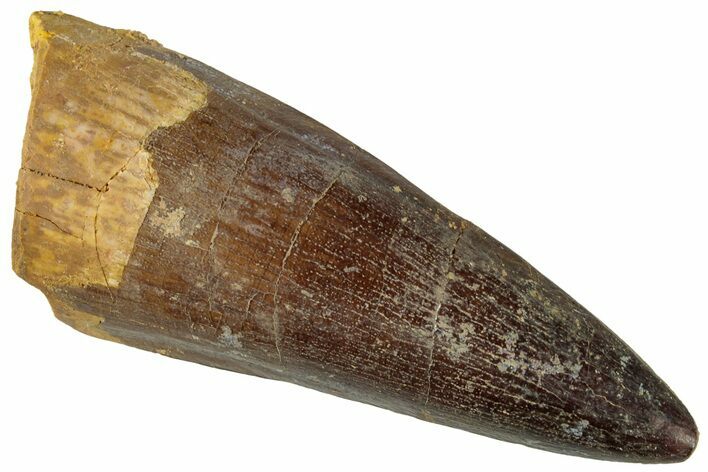 Fossil Spinosaurus Tooth - Real Dinosaur Tooth #319009